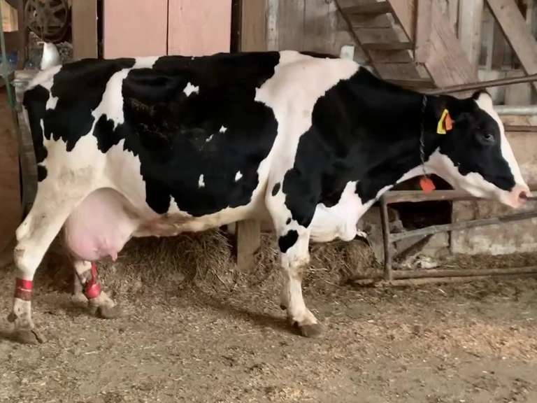 Dry & Dry Treated Due 524 w/ 4th Calf (Swollen Hock) Kreeger