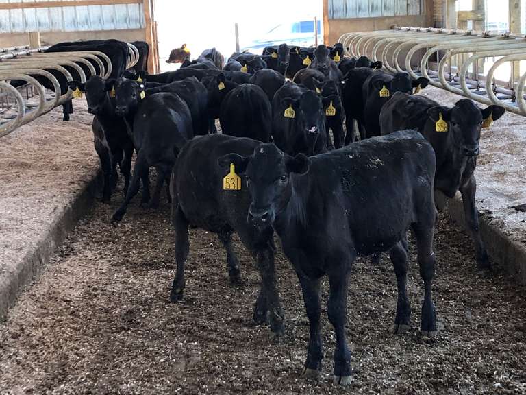 10 Wagyu X Holstein Feeder Steers (Steenblik) Kreeger & Associates