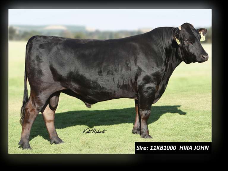 10 Wagyu X Holstein Feeder Steers (Steenblik) Kreeger & Associates