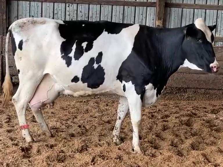 Dry & Dry Treated Due 1015 w/ 3rd Calf (Swollen Hock) Kreeger