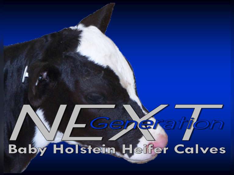 Battle Creek Heifer Calf POOL Pick what you want out of approx 50