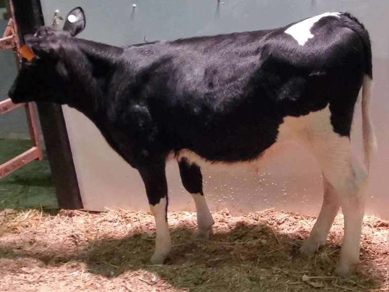 dubarry wide calf