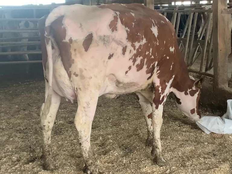 Zielland Farms Complete Herd Dispersal Kreeger Associates