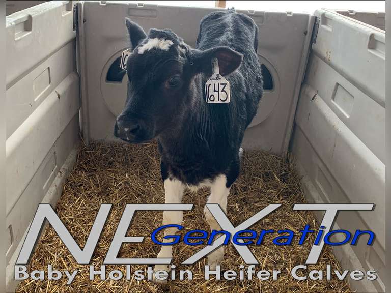 (10) Baby Holstein Heifer Calves Excellent Colostrum & Calf Protocal