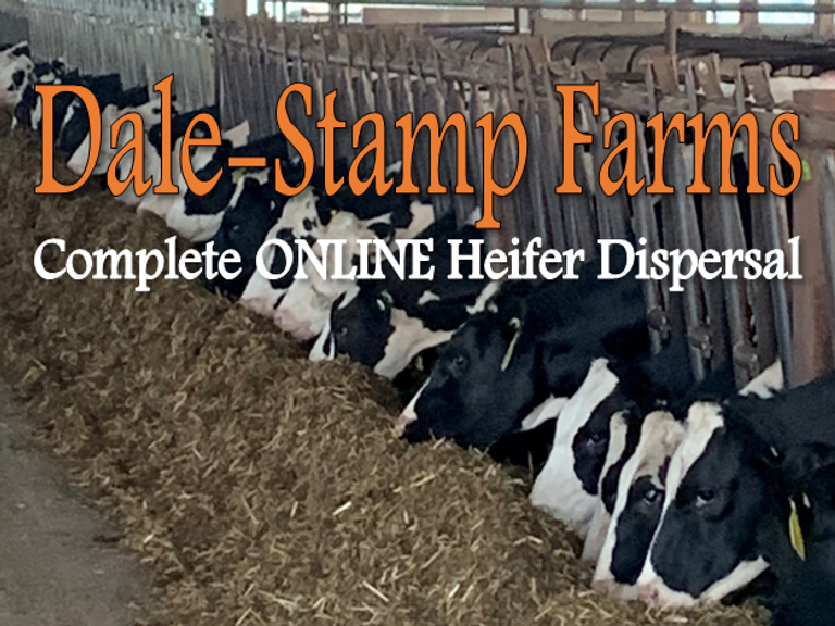 DaleStamp Farms Complete Heifer Dispersal Kreeger & Associates