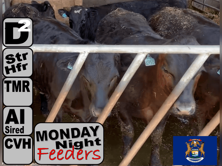 (30) DAIRY DIRECT BeefX Feeders Holstein Dams, ABS INFOCUS Sires 15