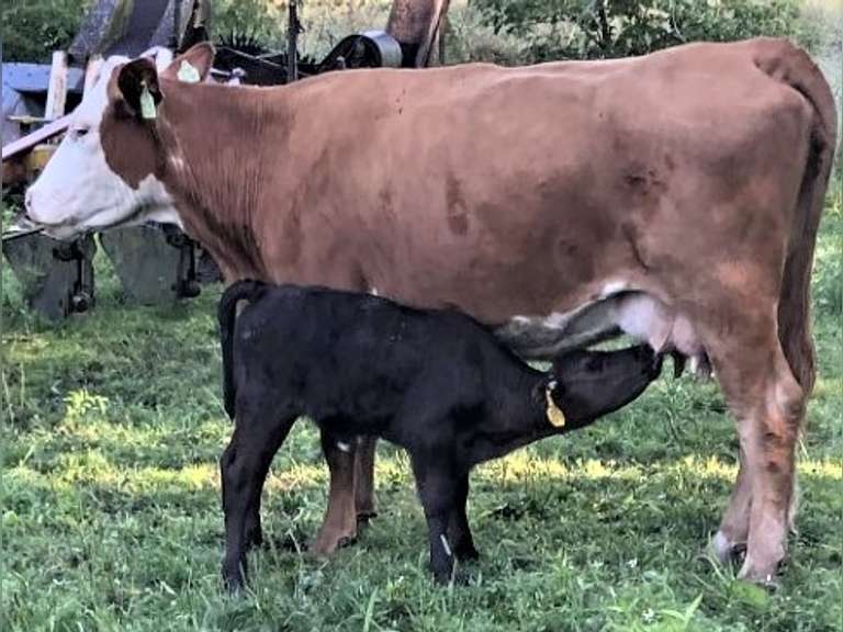 Cow Calf Pair Cow Est Weight 1200, Medium Flesh CalfBlack Bull Born 71023 2519