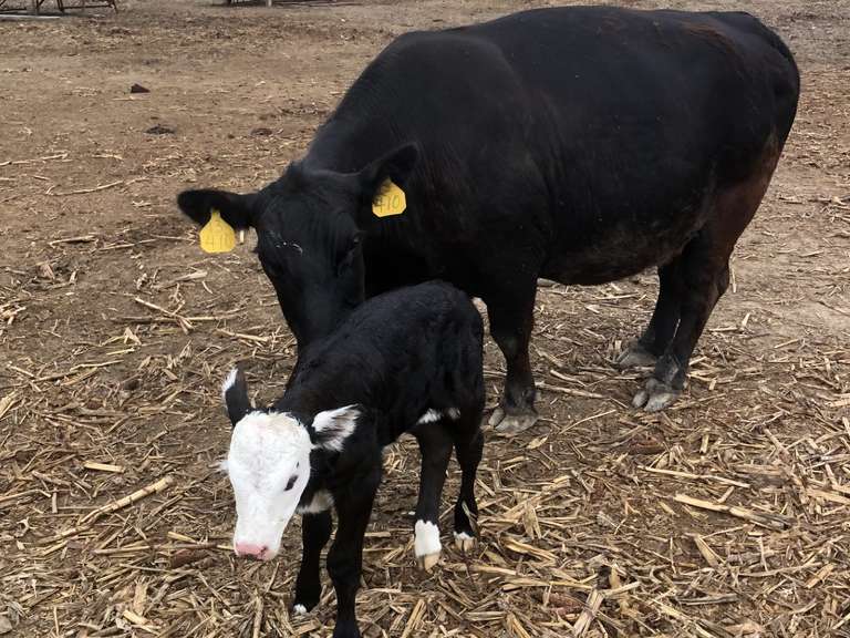 Cow Calf Pair Cow Est Weight 1400, Medium Flesh+ CalfBlack Hfr Born 71323 411013