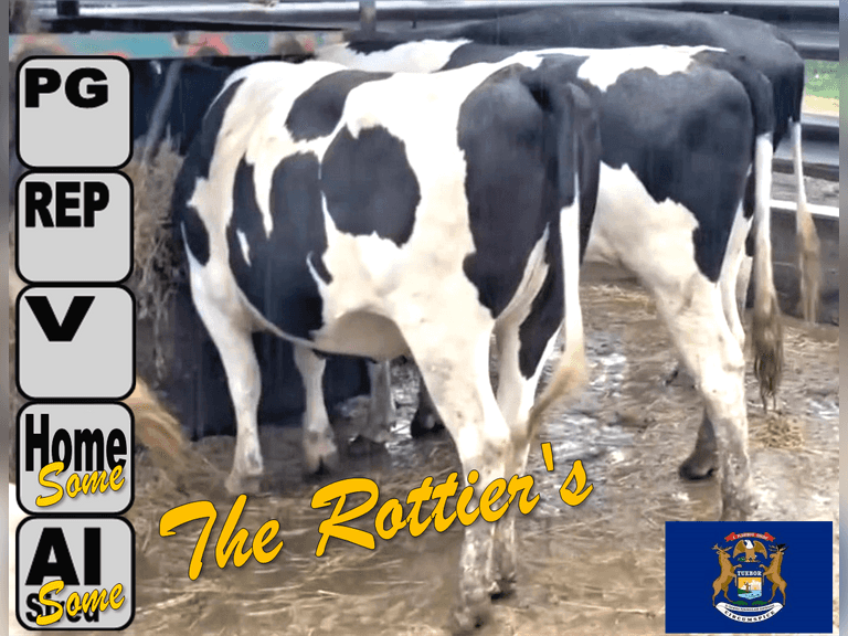 (8) Holstein Springers Preg 66 1/2 Months to High NM & Calving Ease