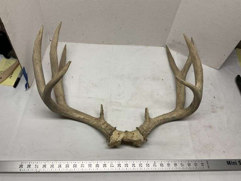 Mule Deer antlers Legacy Auction Company
