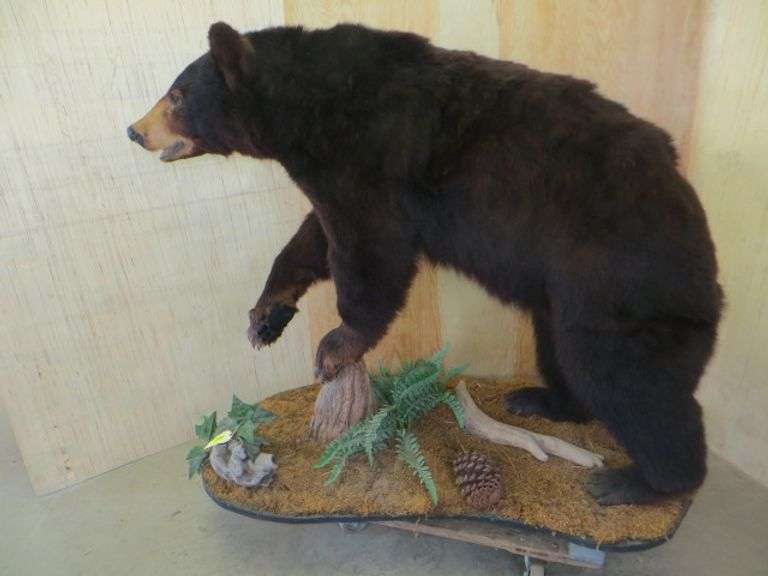Black Bear Full Mount - Lambrecht Auction, Inc.