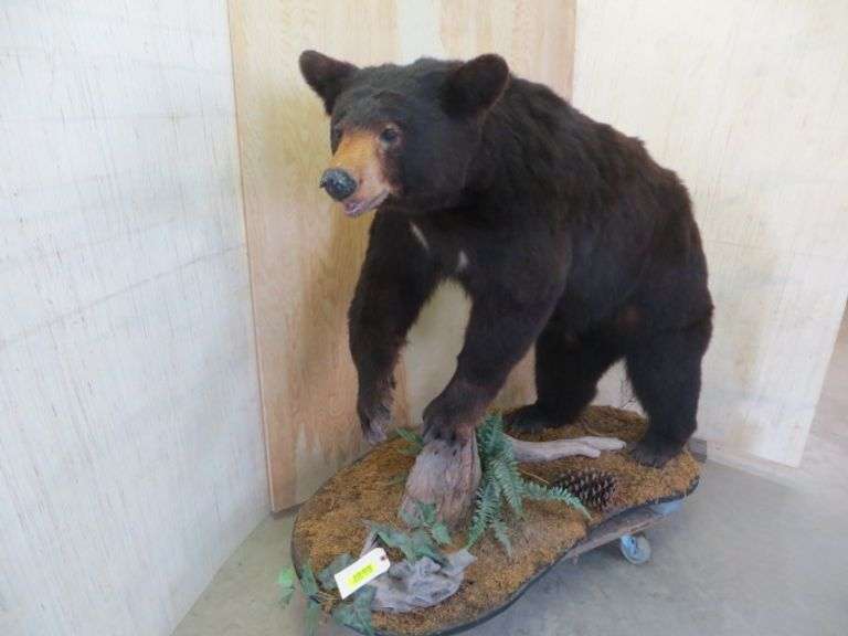 Black Bear Full Mount - Lambrecht Auction, Inc.