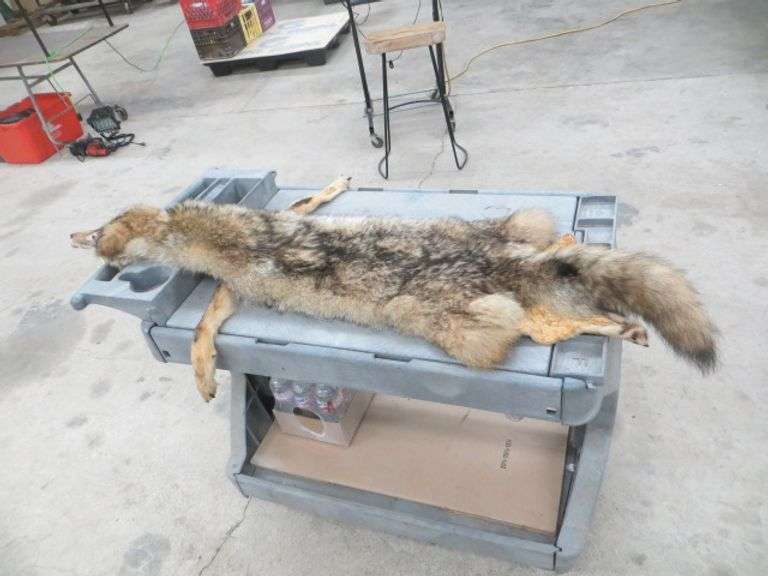 Tanned Coyote Pelt Lambrecht Auction, Inc.