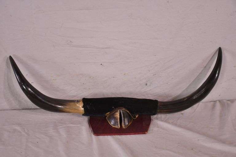 Mounted cow horns and hoof; 3362808 R.H. Lee & Co. Auctioneers