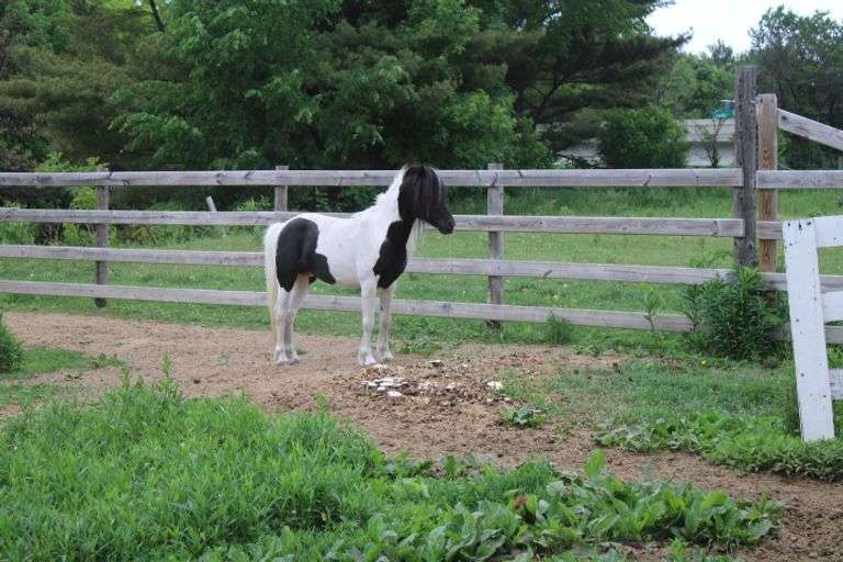 Shetland Pony Lee Real Estate & Auction Service