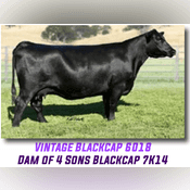 BLACK Bull　8枚 4 Sons Blackcap 7K14 X FF Rito Ambitious - Live Wire Auction
