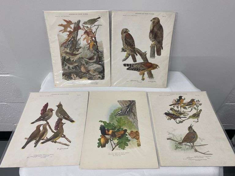 Birds of New York prints lot of 5 in protective sleeves
