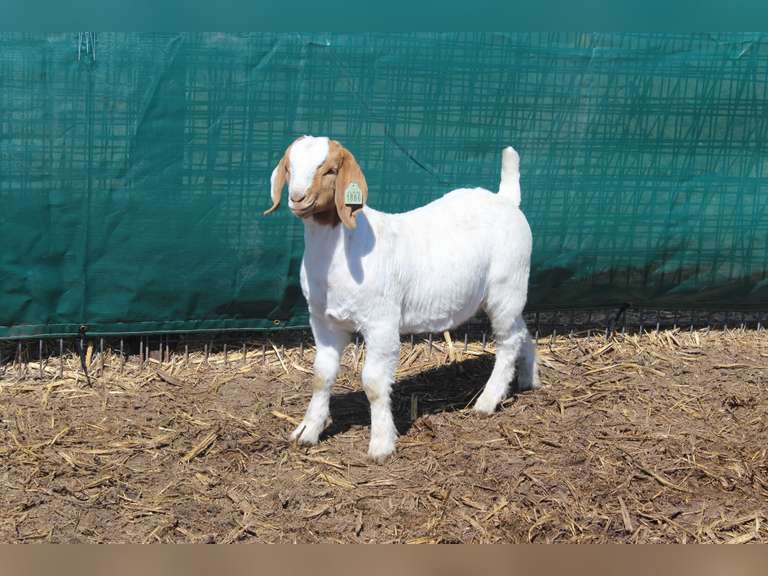 Annual Lammers Boer Goats Online Auction