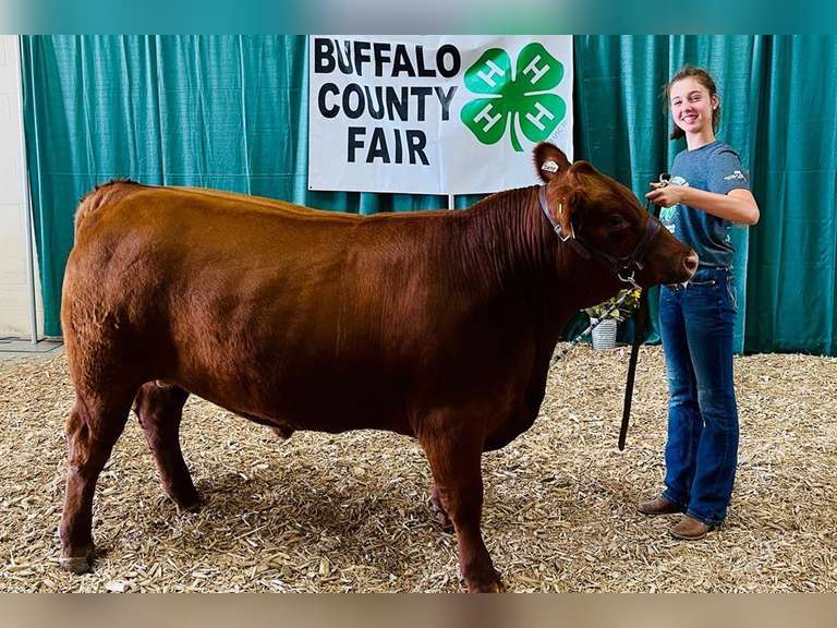 Champion Rate of Gain Market Beef Natalie Summers Adam Marshall