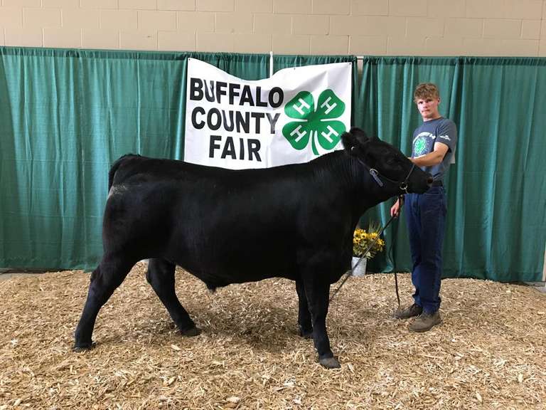 Blue Ribbon Market Steers Nathan Gorecki Adam Marshall Land
