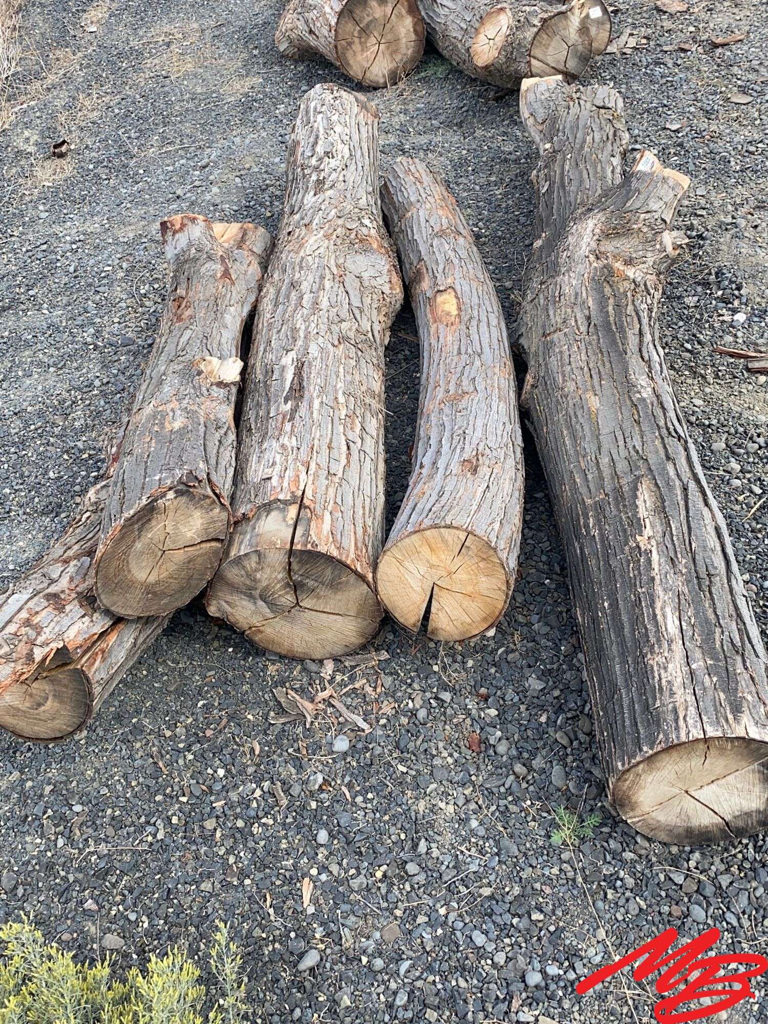 (5) Asstd. Maple Logs