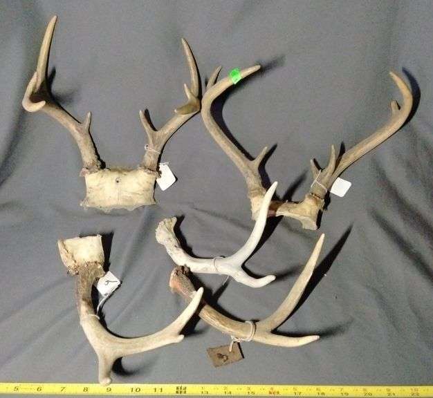 Antler assortment Metzger Property Services LLC