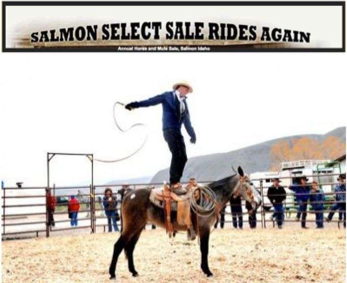 22nd Annual Salmon Select MULE Sale 2021