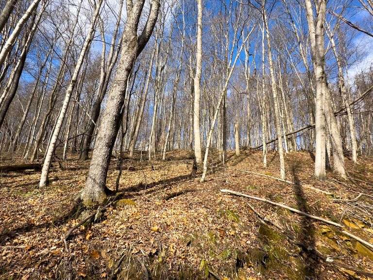 16 acres Hocking County Mossy Oak Properties Bauer Realty & Auctions