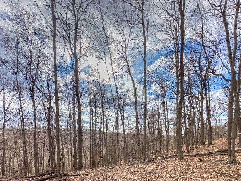 16 acres Hocking County Mossy Oak Properties Bauer Realty & Auctions