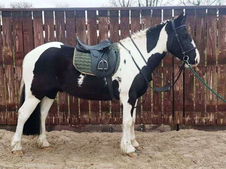 JACK 2017 15.1 hh Piebald Gelding (Irish Piebald & Skewbald Studbook) Mullingar Equestrian