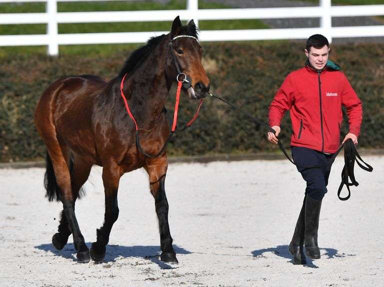 PERFORMANCE HORSE & PONY SALE FOR 3YO+ SATURDAY 4 SEPTEMBER