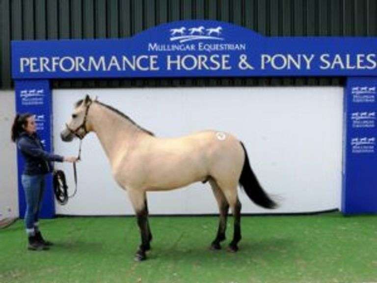 PERFORMANCE HORSE & PONY SALE FOR 3YO+ Saturday 6 November