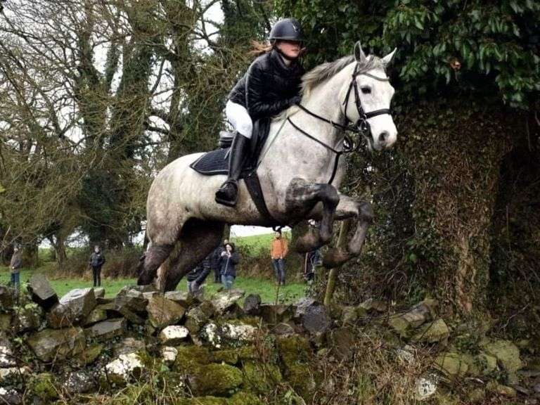 HOLLYHOCK TWOTIME 2017 148 cms Grey Gelding (Connemara) Mullingar Equestrian Horse Sales Ltd.