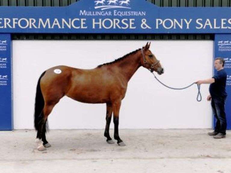PERFORMANCE HORSE & PONY SALE - Thursday 16 February 2023