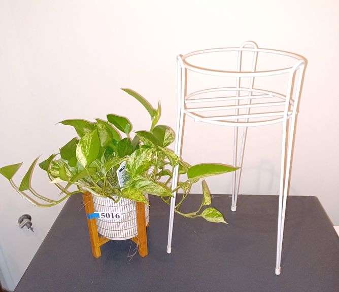 Pothos plant in ceramic planter with wood holder, plant stand Mark