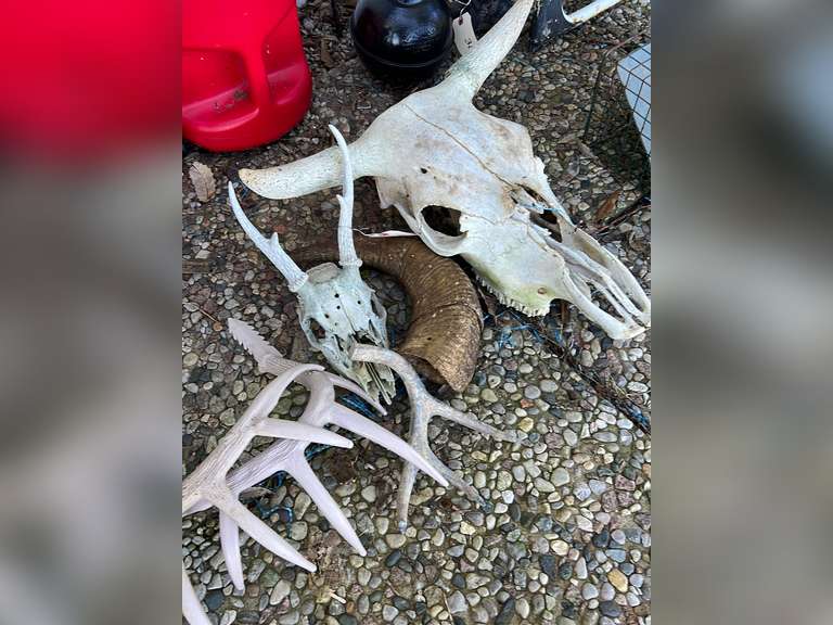 Skulls with horns Northern Kentucky Auction, LLC