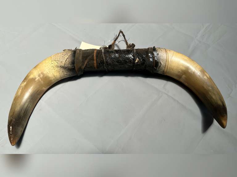 Steer Horns (18") Northern Kentucky Auction, LLC