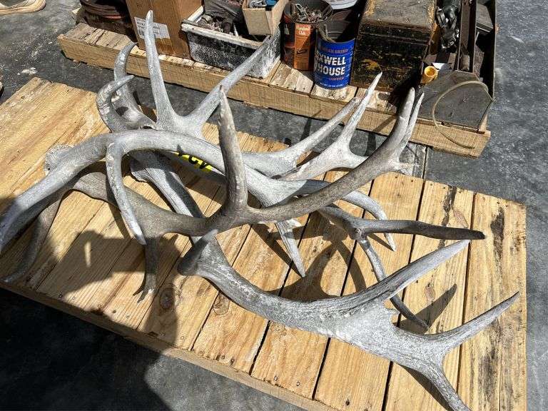 Elk Horns (5) Nutt Auction