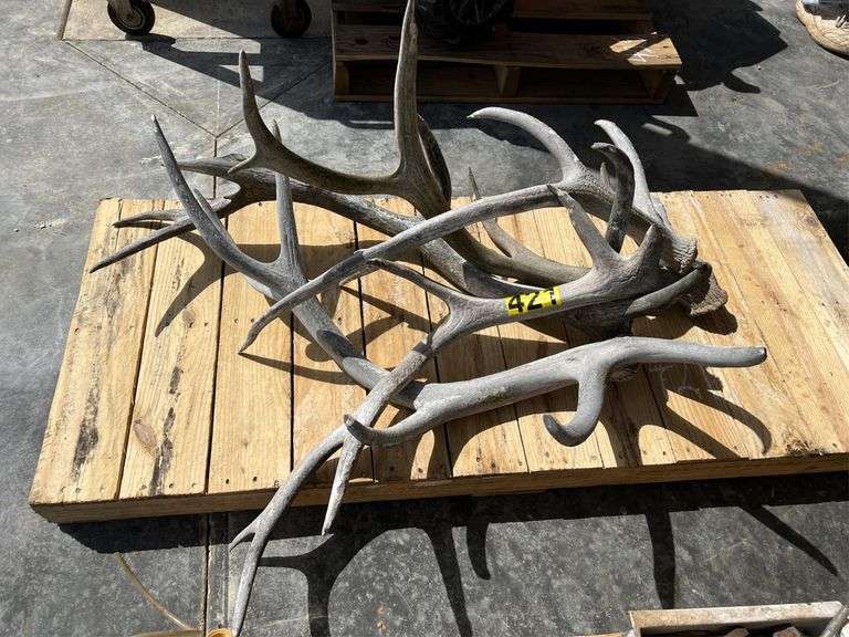 Elk Horns (5) Nutt Auction