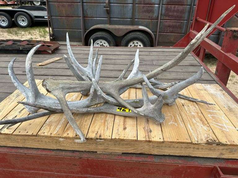 Elk Horns (5) Nutt Auction