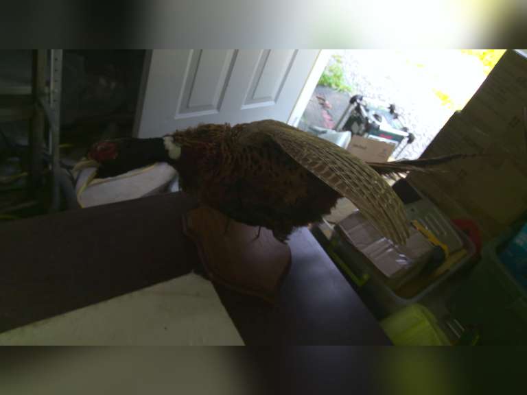 STUFFED PHEASANT, ROCKING CHAIR, COLLECTIBLE AND MISC FROM AN ESTATE