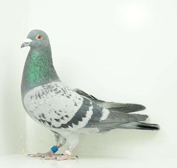 Elmore County Idaho 4-H Fundraiser Donated Birds Now Listed