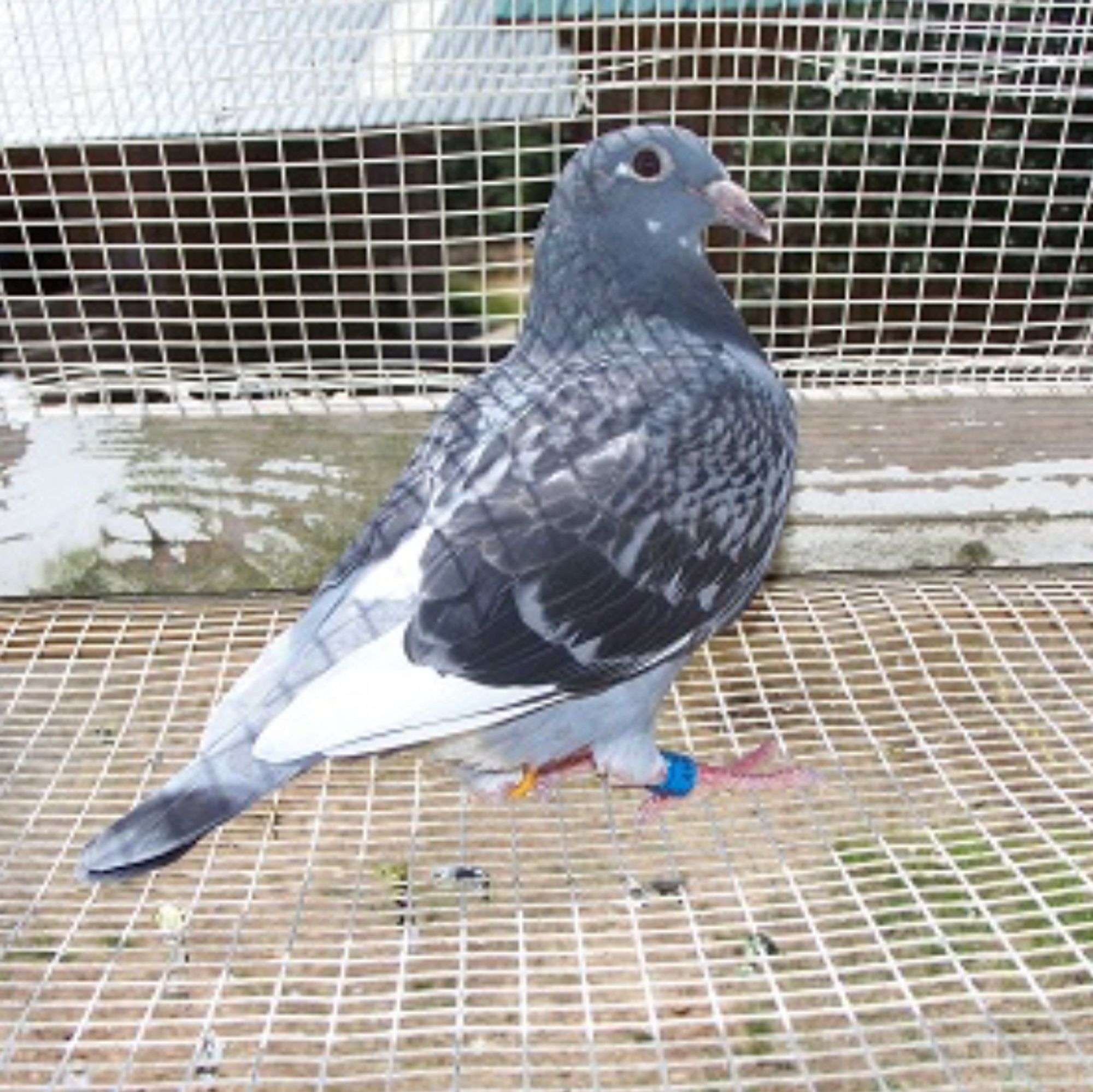 jedds pigeon