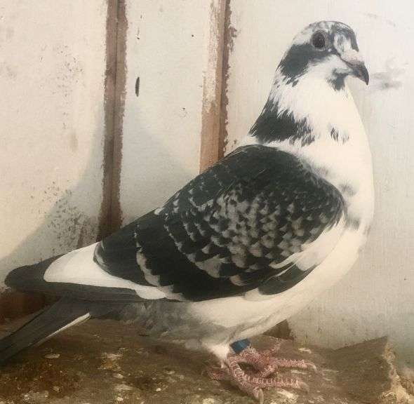 jedds pigeon
