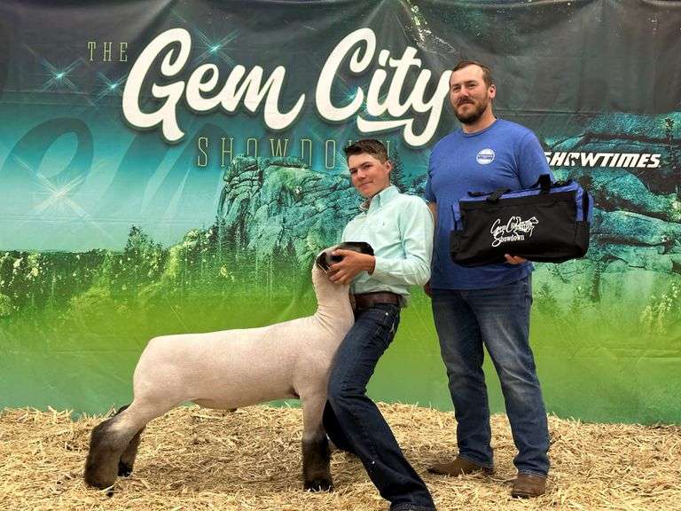 Morison Sheep Premier Livestock Auctions