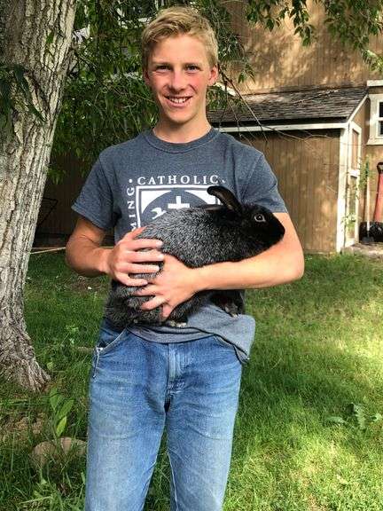 Theodore Piliero Rabbit - Premier Livestock Auctions