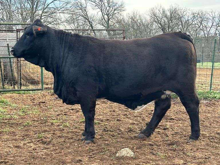 BRED HEIFER: RHR 118