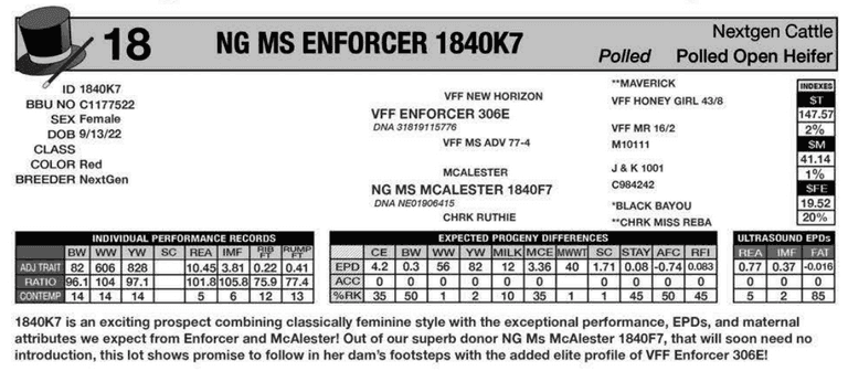 OPEN HEIFER: NG MS ENFORCER 1840K7