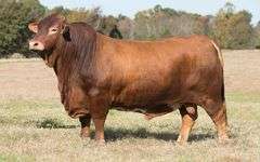 SEMEN PACKAGE: CF PRIME 8