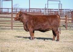 OPEN HEIFER: NG MS ENFORCER 1840K7